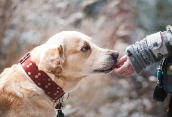 dog 1861839 1920