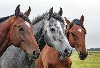 horses 1414889 640