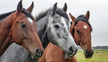 horses 1414889 640