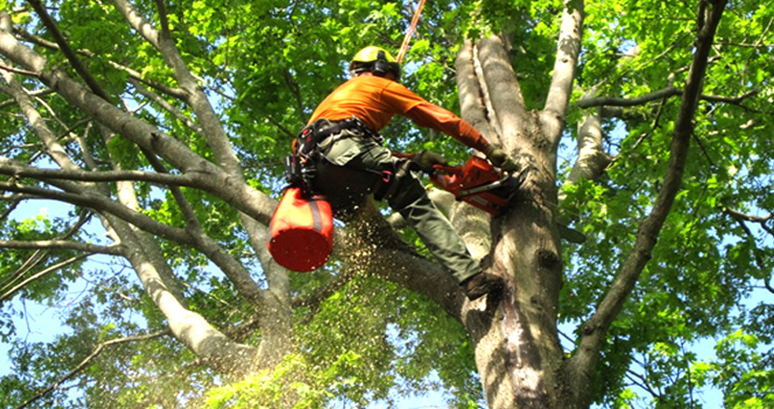 Significance of Professional Tree Lopping Services For You ...