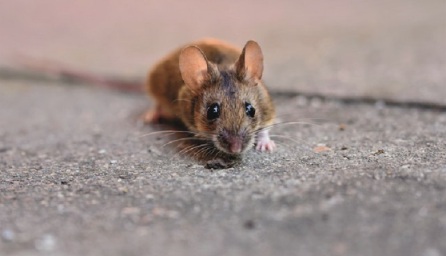 Pest Removal