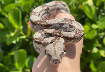 Pet snake