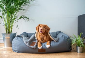 Dog Bed