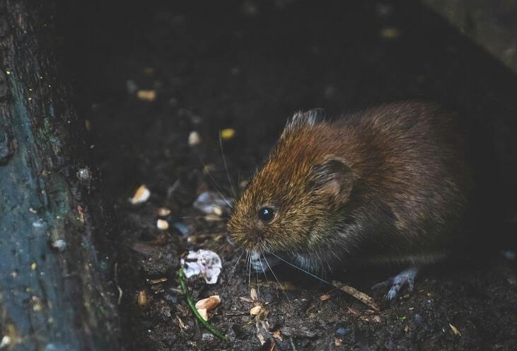 Pest problem